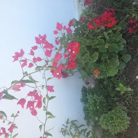 Ilgin * Mesudiye (Datca)