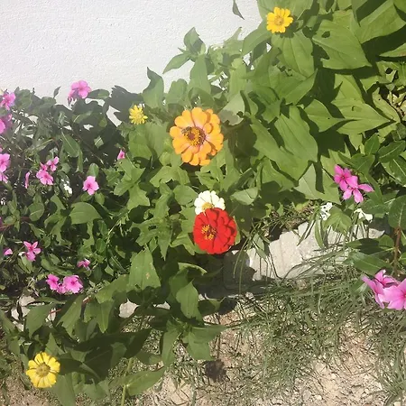 Ilgin ميسوديه